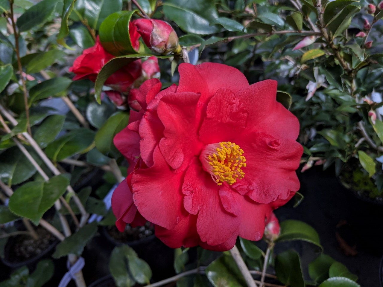 C. japonica 'Wildfire'